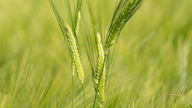 Spring barley for NL