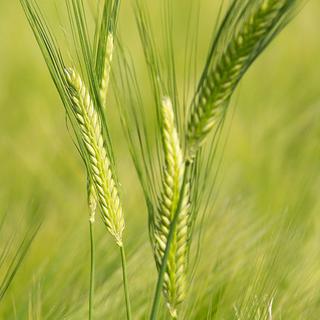 Spring barley for NL