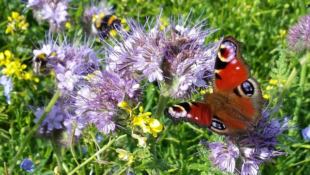 Pollen & Nectar
