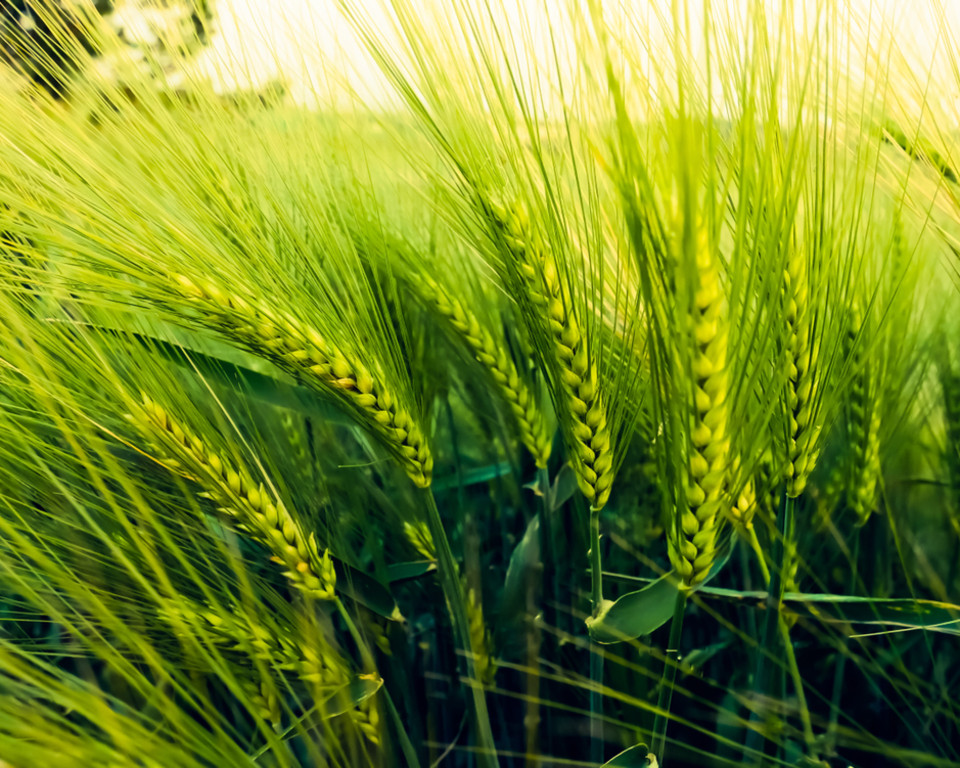 Grain Trading