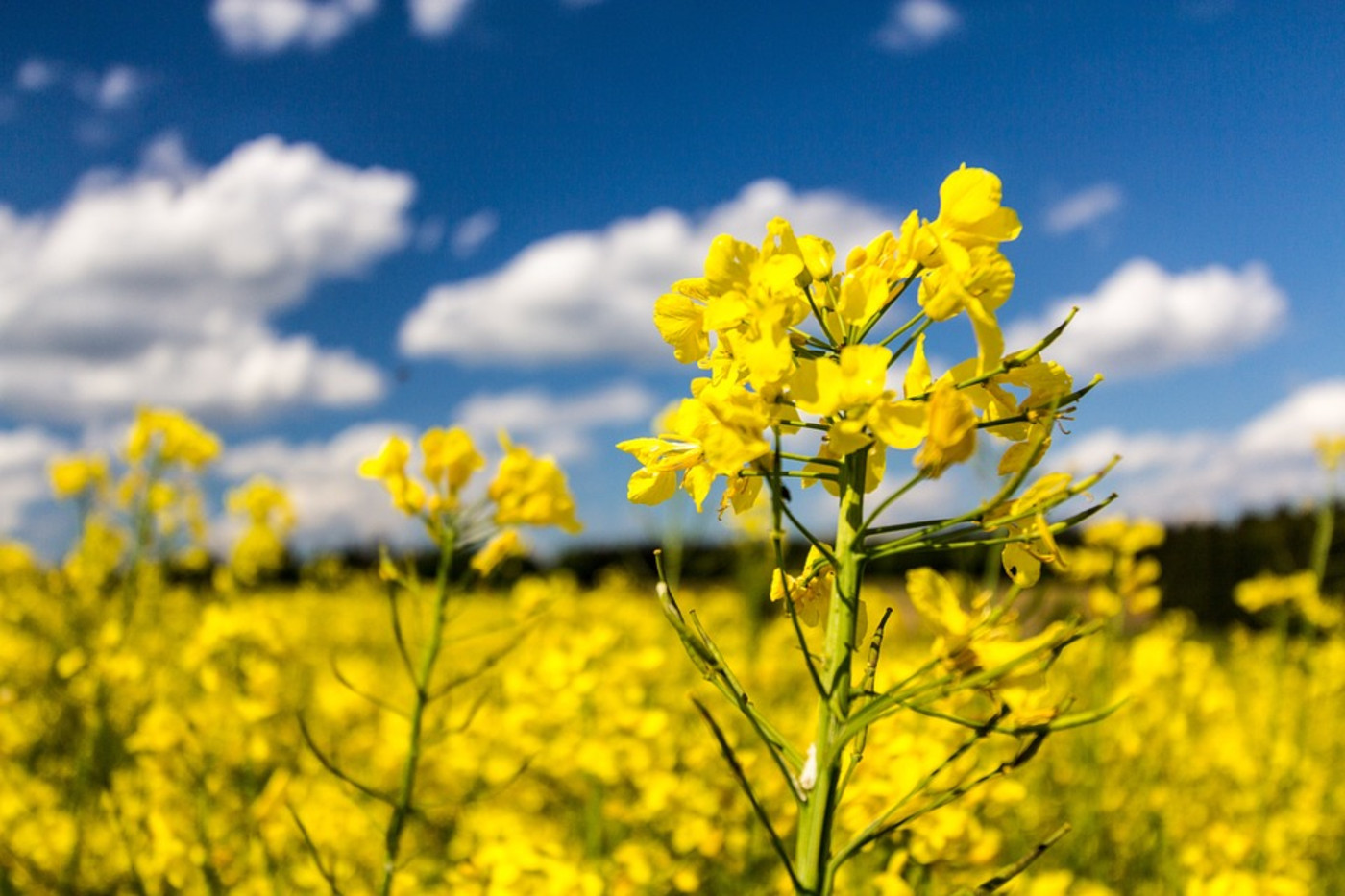 Oilseed rape field