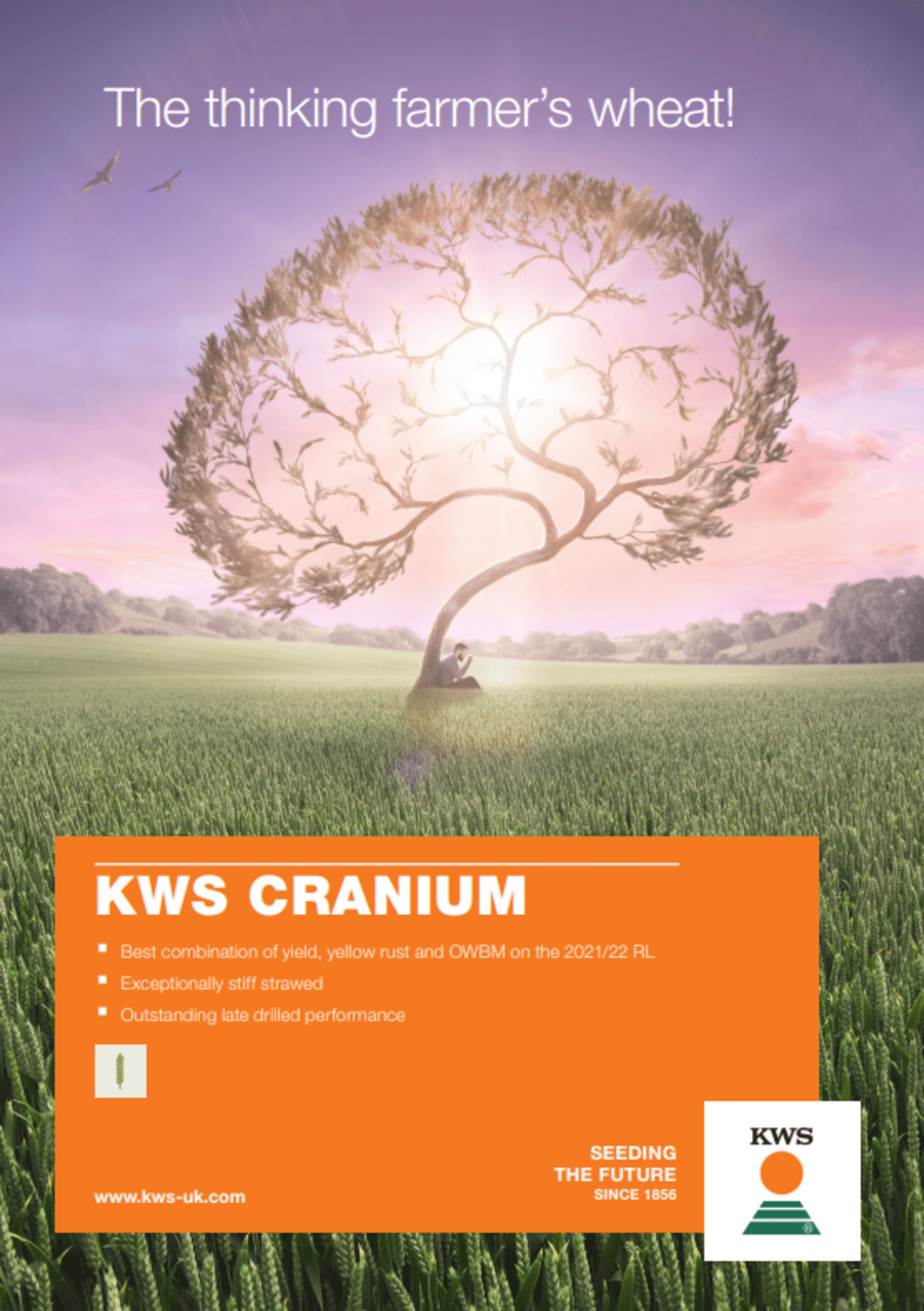 KWS Cranium.PNG